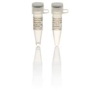 Thermo Scientific™ DreamTaq™ DNA聚合酶