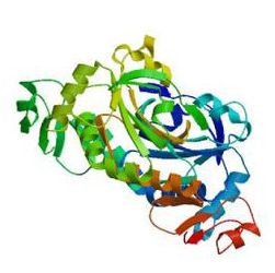 Recombinant Human SLC3A2 Protein