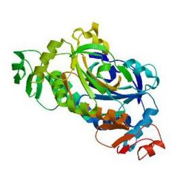 Recombinant Human CD48/SLAMF2/BCM1 Protein, His Tag