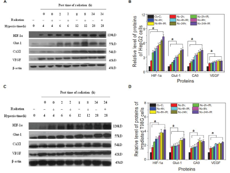 低氧/厌氧产品案例——低氧与肿瘤放疗研究