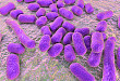 鲍曼不动杆菌：选哪种抗生素可以「打动」它？