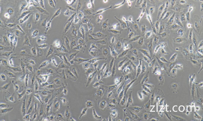人外周血巨噬细胞HPBMC