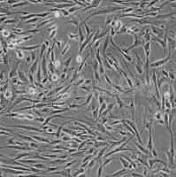 大鼠主动脉内皮细胞