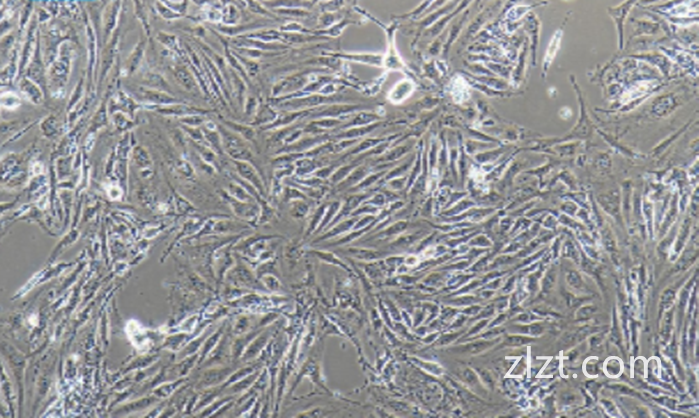 人外周血巨噬细胞HPBMC