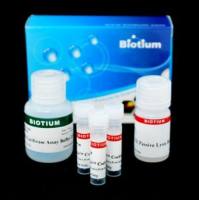 Renilla Luciferase Assay Kit 2.0 30082-2