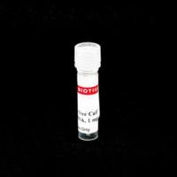 RNase-Free Calf Thymus DNA, 1 mg/mL (5x1mL) 31065-5mL