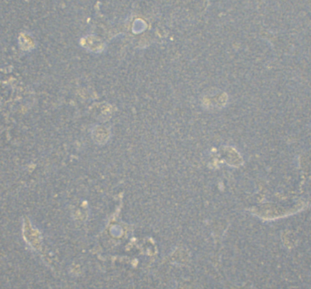 带你走近细胞生物学世界的第一步——细胞培养