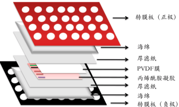 Western Blot 的成功之道
