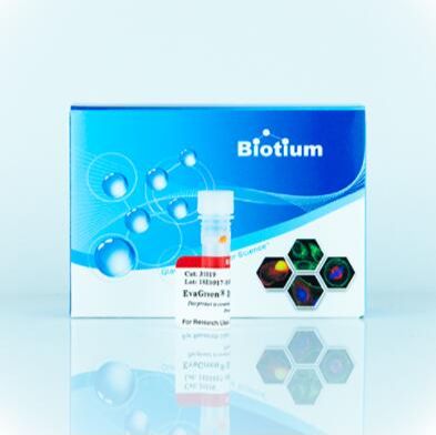 EvaGreen, 2000X in DMSO 31019