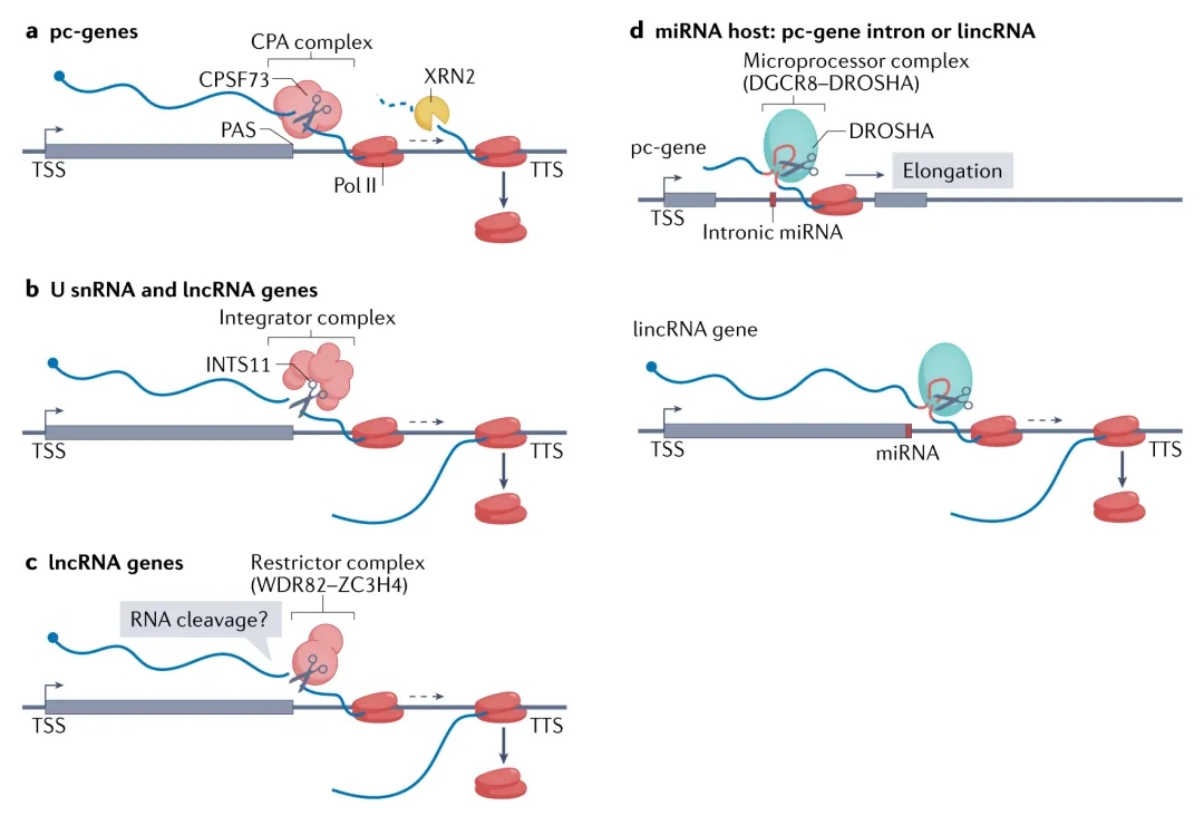 lncRNA新研究进行盘点（20220208）