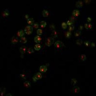 ViaVac Red/Green 29068