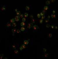 ViaVac Red/Green 29068