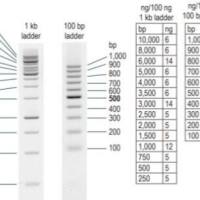 100 bp DNA Ladder in TE buffer 31040