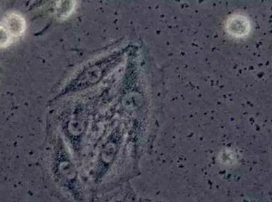 带你走近细胞生物学世界的第一步——细胞培养