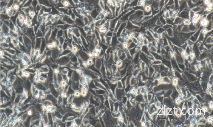MDCK/狗肾转化细胞