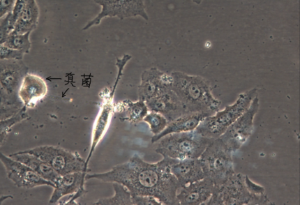 带你走近细胞生物学世界的第一步——细胞培养