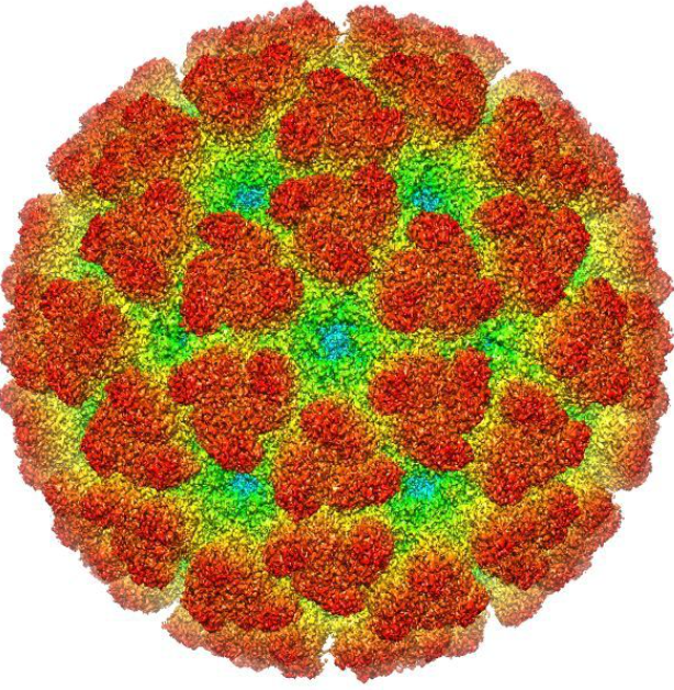 【Nature】赛多生物分析三剑客助力甲病毒受体快速发现