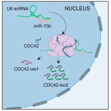 miRNA新研究进展盘点（20220128）