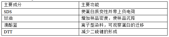 Western Blot 的成功之道