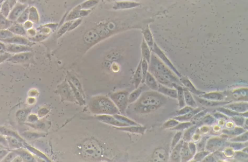 带你走近细胞生物学世界的第一步——细胞培养