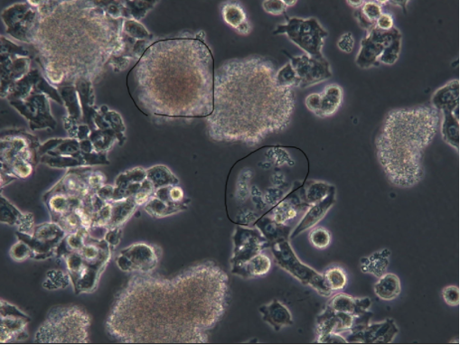 带你走近细胞生物学世界的第一步——细胞培养