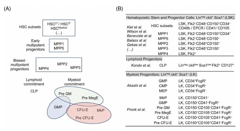 从干细胞到早期祖细胞：光谱流式对小鼠造血系统的深度分析