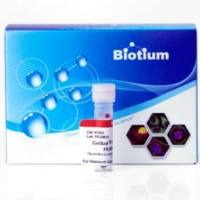 GELRED NUCLEIC ACID STAIN, 3X in water 41001