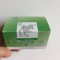 人类细小病毒B19核酸检测试剂盒(PCR-荧光探针法)