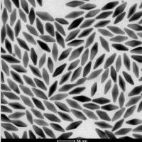 700nm 金纳米双锥