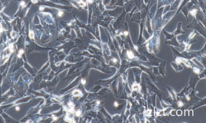 MDCK/狗肾转化细胞