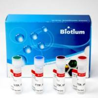 dNTP Set, 100mM each 40052