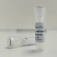 人源WTAP失活型过表达慢病毒质粒