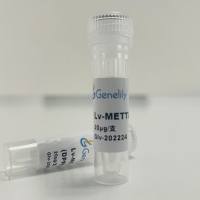 人源METTL3野生型过表达慢病毒质粒