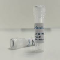 人源WTAP下调慢病毒质粒