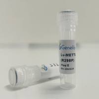 人源METTL14失活型过表达慢病毒质粒