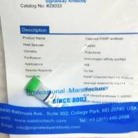  IL-1β Polyclonal Antibody