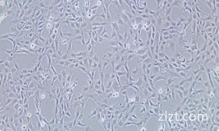 SCC-25 人口腔鳞癌细胞
