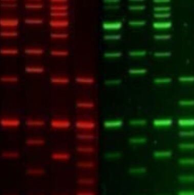 PAGE GelRed Nucleic Acid Gel Stain, 1X in water 41014