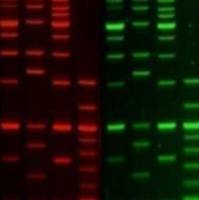 PAGE GelRed Nucleic Acid Gel Stain, 1X in water 41014