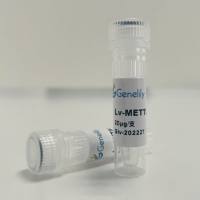 人源METTL14野生型过表达慢病毒质粒