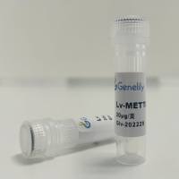 人源METTL14下调慢病毒质粒