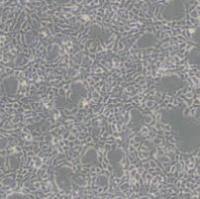 293A (人胚肾细胞)带鉴定