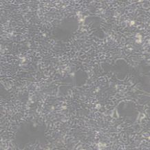 AAV-293 (人胚肾细胞)带鉴定