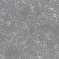 AAV-293 (人胚肾细胞)带鉴定