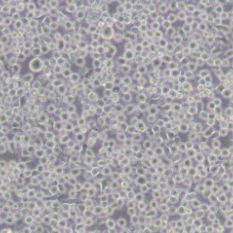 6T-CEM (人T细胞白血病细胞)带鉴定
