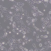 293 [HEK-293] (人胚肾细胞)带鉴定