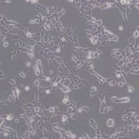 293 [HEK-293] (人胚肾细胞)带鉴定