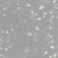 769-P (人肾细胞腺癌细胞)带鉴定