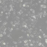 786-O [786-0] (人肾透明细胞腺癌细胞)带鉴定