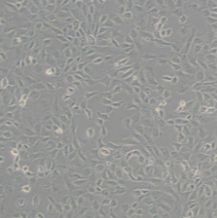 ARPE-19 (人视网膜上皮细胞)带鉴定